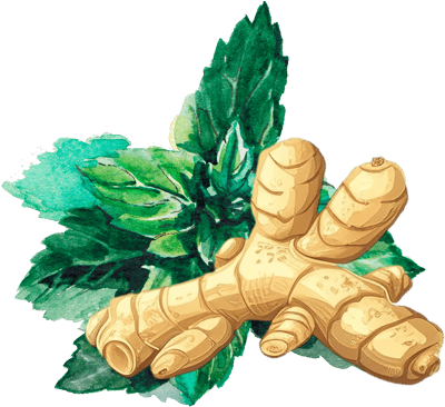 Jenjibre menta